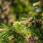 Borovica horská (Pinus mugo) ´MUGHUS´ – výška 10-20 cm, ⌀ 20-30 cm, kont. C3L